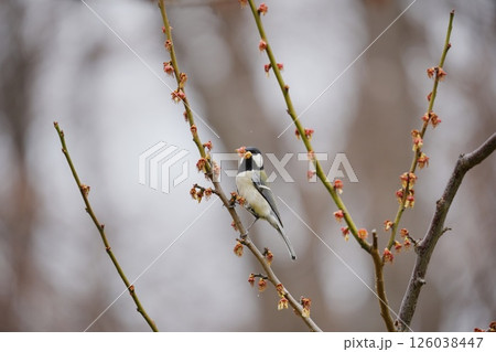 梅をついばむシジュウカラ 126038447
