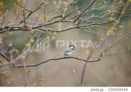 枝にとまるシジュウカラ 126038448