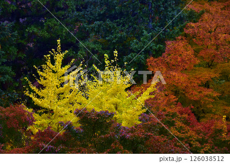 善峯寺から紅葉した山を見る 善峯寺から紅葉した山を見る 126038512