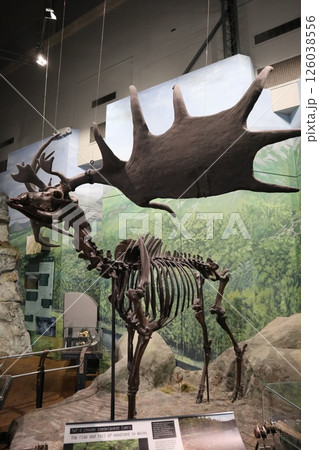 ウェールズ・カーディフ国立博物館、ギガンテウスオオツノジカの化石 126038556