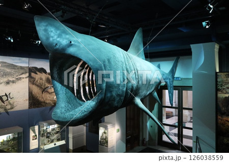 カーディフ国立博物館、古代魚メガドロンの模型 126038559