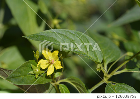 Fringed loosestrife 126038758