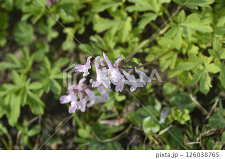 Hollowroot 126038765