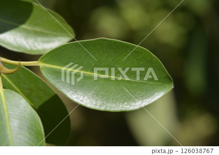 Port Jackson fig Port Jackson fig 126038767