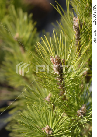 Red pine Jami 126038786