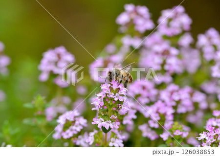 ミツバチ×タイム 126038853