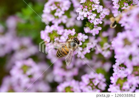 ミツバチ×タイム 126038862