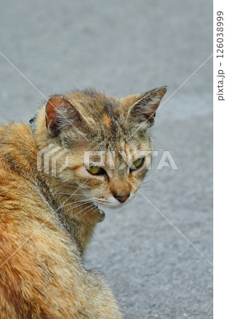 見返り猫 126038999
