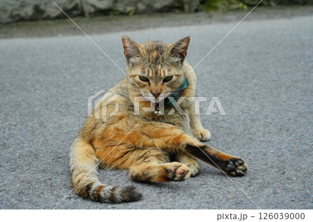 横たわる猫 126039000