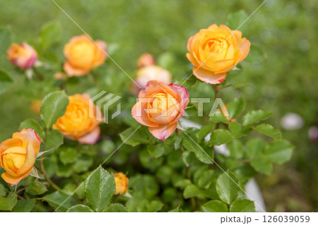 オレンジのバラ バラの花 花 初夏 夏 素材 オレンジのバラ バラの花 花 初夏 夏 素材 126039059