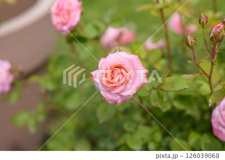 ピンクのバラ バラの花 花 初夏 夏 素材 ピンクのバラ バラの花 花 初夏 夏 素材 126039068