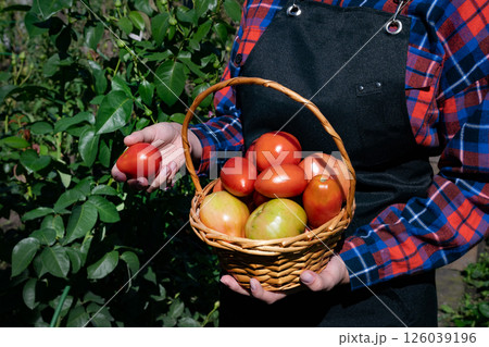 Woman holding a basket of fresh tomatoes and apples in a sunny garden during harvest season Woman holding a basket of fresh tomatoes and apples in a sunny garden during harvest season 126039196