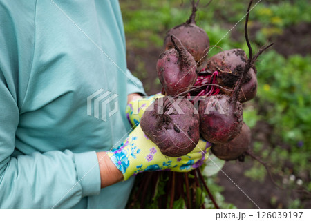 Person holding freshly harvested beets in a vibrant garden during the morning hours in summer 126039197