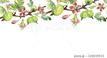 Gooseberry Currant with bell flower buds on branch, leaves, hanging ripe garden casseille berry jostaberry. Hand drawn in watercolor. Isolated seamless banner border garland. Cafe menu, farmers market Gooseberry Currant with bell flower buds on branch, leaves, hanging ripe garden casseille berry jostaberry. Hand drawn in watercolor. Isolated seamless banner border garland. Cafe menu, farmers market 126039531
