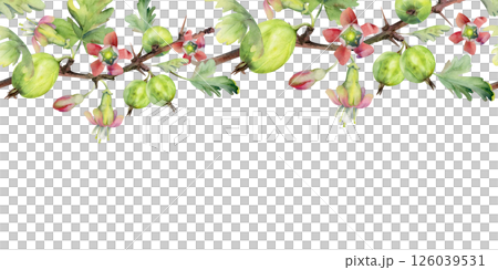 Gooseberry Currant with bell flower buds on branch, leaves, hanging ripe garden casseille berry jostaberry. Hand drawn in watercolor. Isolated seamless banner border garland. Cafe menu, farmers market Gooseberry Currant with bell flower buds on branch, leaves, hanging ripe garden casseille berry jostaberry. Hand drawn in watercolor. Isolated seamless banner border garland. Cafe menu, farmers market 126039531