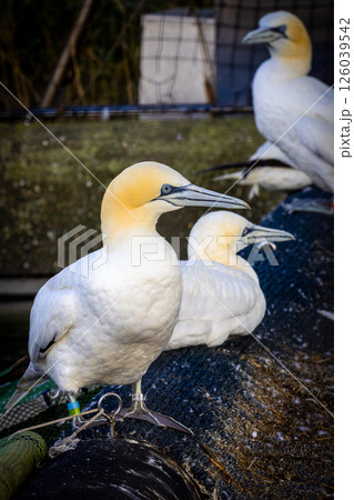 Gannets Resting Together on the Shoreline in Their Beautiful Natural Habitat Environment 126039542