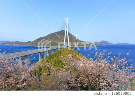 【広島県】桜咲く春の多々羅展望台から見た(多々羅大橋) 【広島県】桜咲く春の多々羅展望台から見た(多々羅大橋) 126039803