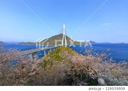 【広島県】桜咲く春の多々羅展望台から見た（多々羅大橋） 126039809