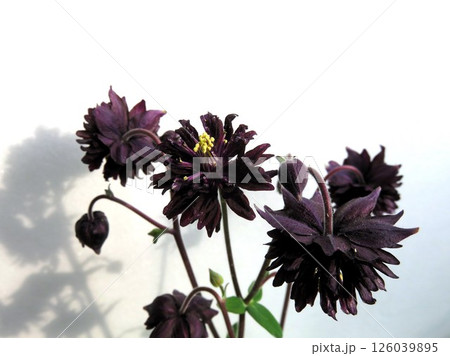 オダマキ　ブラックバロー 126039895