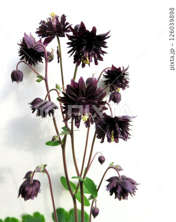 オダマキ ブラックバロー オダマキ ブラックバロー 126039898