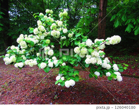 白い紫陽花 白い紫陽花 126040180