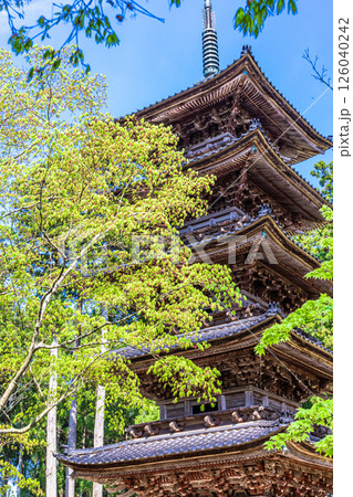 【新潟県_妙宣寺】新潟県内に現存する唯一の『五重塔』 春編 　4月 126040242