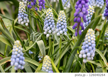 Close-up of Vibrant Blue and Purple Grape Hyacinth Flowers in the Garden Close-up of Vibrant Blue and Purple Grape Hyacinth Flowers in the Garden 126040264