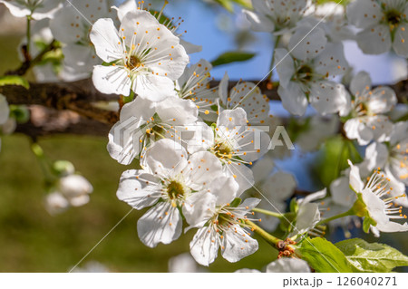 White Blossom Flowers on Fruit Tree Branch in Spring 126040271