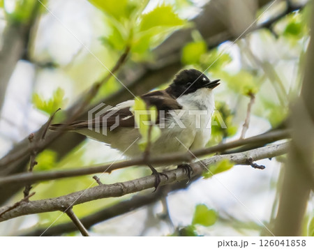 European pied flycatcher or ficedula hypoleuca perched on branch with green leaves in springtime. European Pied Flycatcher is small bird of the Muscicapidae family 126041858