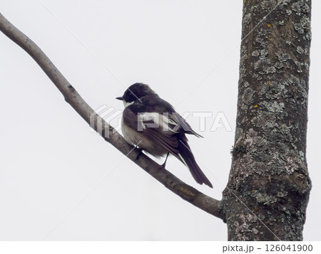European pied flycatcher or ficedula hypoleuca perched on branch. European Pied Flycatcher is small bird of the Muscicapidae family. It prefers habitats in deciduous forests and dense undergrowth 126041900