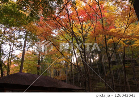 紅葉のある風景 126042043
