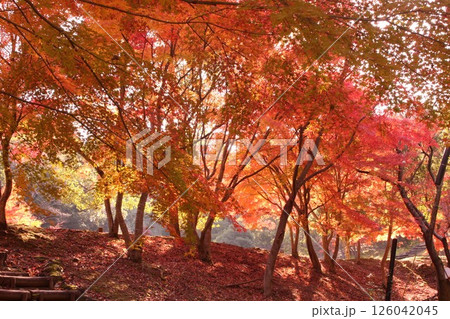 燃えるような紅葉 燃えるような紅葉 126042045