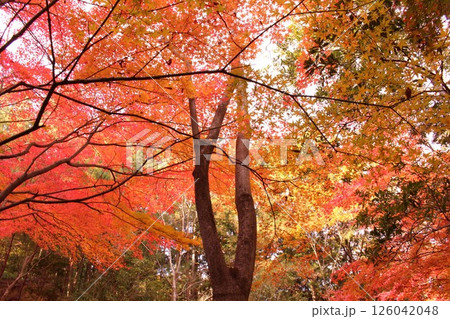 秋の色に染まったモミジ 126042048