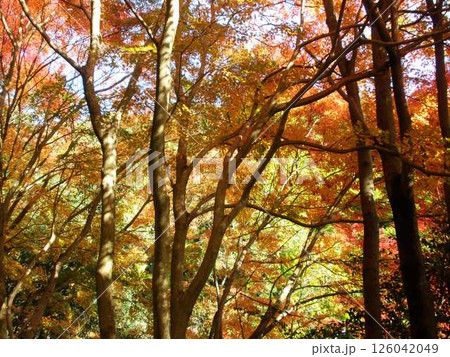 紅葉した木々 126042049