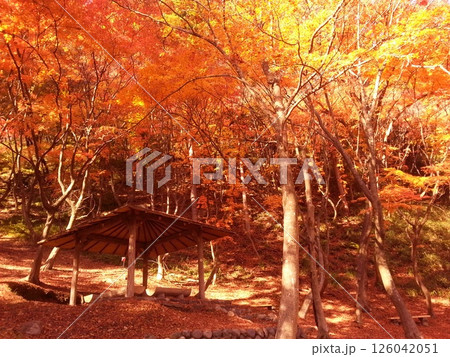 紅葉のある風景 126042051