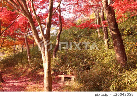 秋の紅葉と落ち葉の風景 126042059