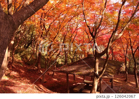 紅葉のある風景 紅葉のある風景 126042067