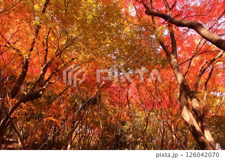 秋の色に染まる紅葉 秋の色に染まる紅葉 126042070