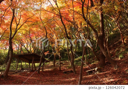 紅葉の絨毯 126042072