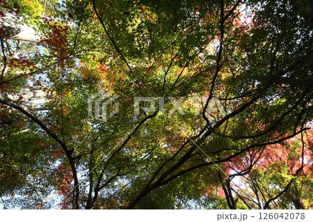 見上げる木々と紅葉 126042078