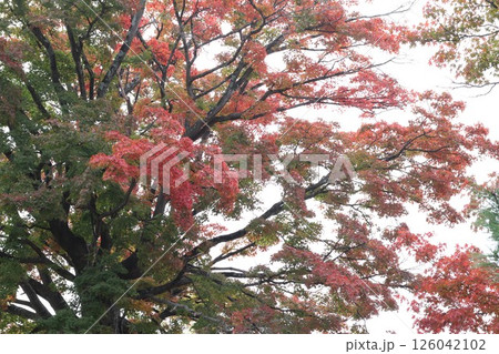 紅葉のある風景 126042102