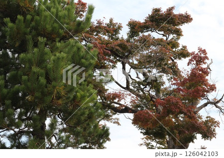 松の木を見上げる 126042103