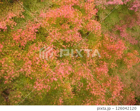 鮮やかな紅葉 鮮やかな紅葉 126042120