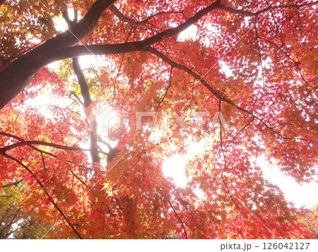 鮮やかな紅葉 鮮やかな紅葉 126042127