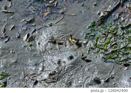 谷津干潟（千葉県習志野市） 126042400