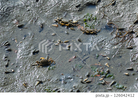 谷津干潟（千葉県習志野市） 126042412