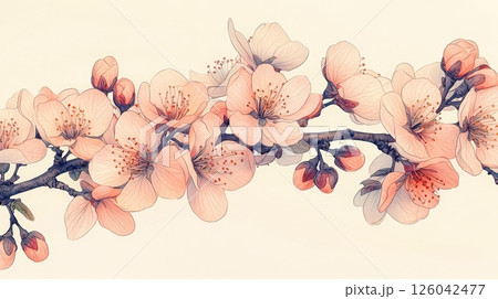 Delicate Cherry Blossom Branch with Soft Pink Flowers and Buds on a Light Background 126042477