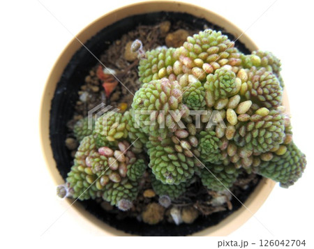 ポリフィラ ポリフィラ 126042704