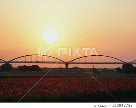 真っ赤な夕日に照らされる真っ赤なポピー 126042752