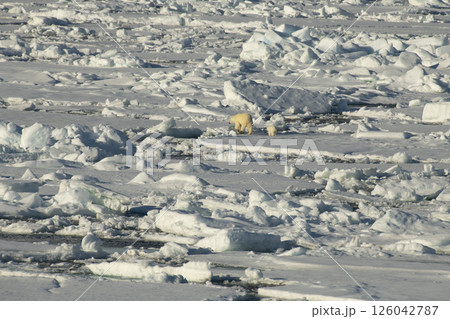 Big polar bear on drift ice edge . 126042787